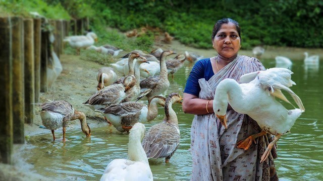 'Swan Curry with Rice Roti Making Recipes by Village Food Life - Swan curry recipe'