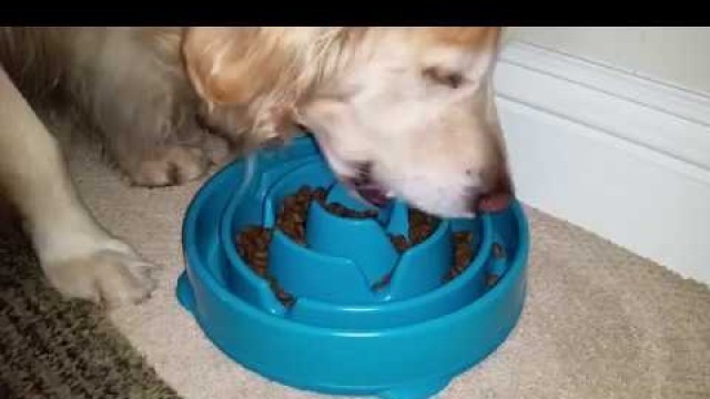 '24 Minutes of a Hungry Dog Eating Dry Food From A Feeder Bowl - ASMR'