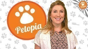 'Cat Food Dispenser: Feed and Go Review - Petopia'