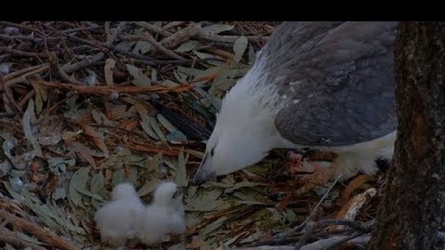 'White Bellied Sea Eagles ~ Lady Feeds Both Babies ~ Full Crops Food Coma 8.2.19'