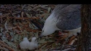 'White Bellied Sea Eagles ~ Lady Feeds Both Babies ~ Full Crops Food Coma 8.2.19'