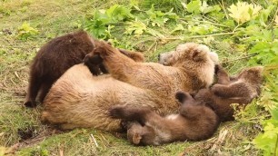 'Bear Mother and Cubs in a Food Coma Cuddle Puddle'