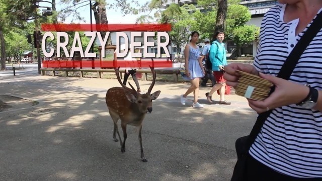 'DOTONBORI OSAKA STREET FOOD | NARA DEER | VLOG 14'