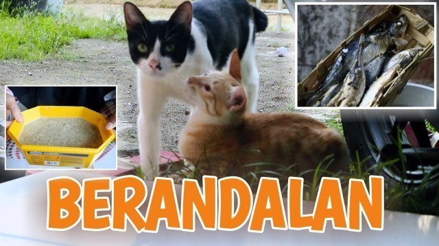 'KITA MEMBUAT WETFOOD UNTUK KUCING [Vlog]'