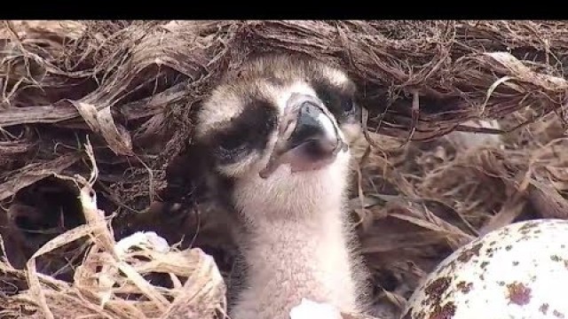 'Baby Osprey Gets 1st Good Feeding, Goes Into Food Coma 2017 06 03 17 01 45 515'