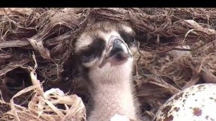 'Baby Osprey Gets 1st Good Feeding, Goes Into Food Coma 2017 06 03 17 01 45 515'