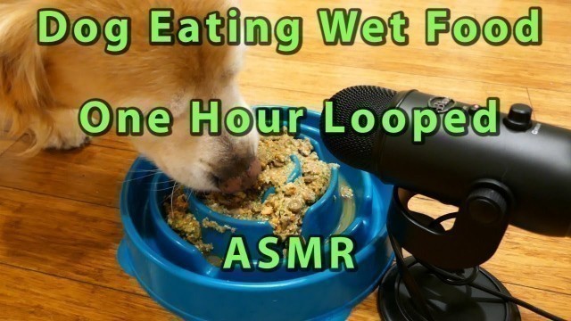 '1 Hour ASMR Dog Eating Wet Food From Slow Feeder Bowl - Blue Yeti Stereo Microphone'