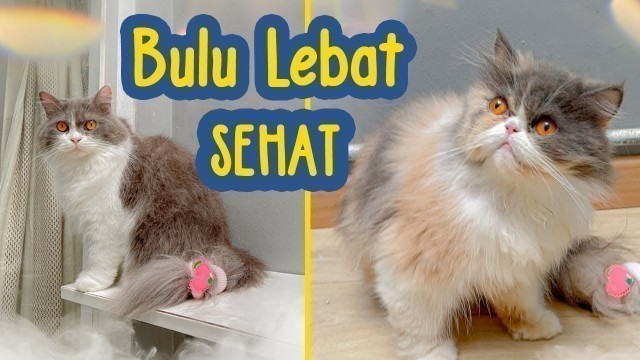 'Buat Makanan Kucing Sendiri | Dari Sayuran dan Buah Buahan'