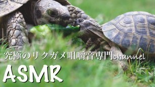 '【ASMR】Food Battle without Judgment 仁義なきフードバトル【Leopard tortoise】'