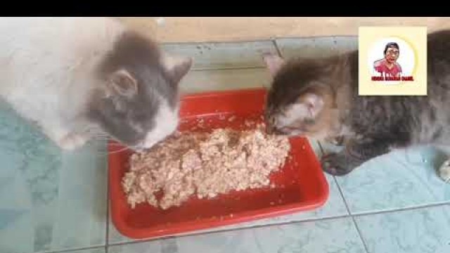 'cara membuat makanan kucing agar gemuk dan bulu bagus'