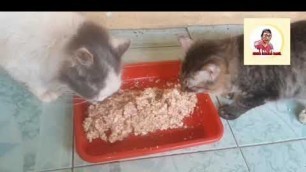 'cara membuat makanan kucing agar gemuk dan bulu bagus'