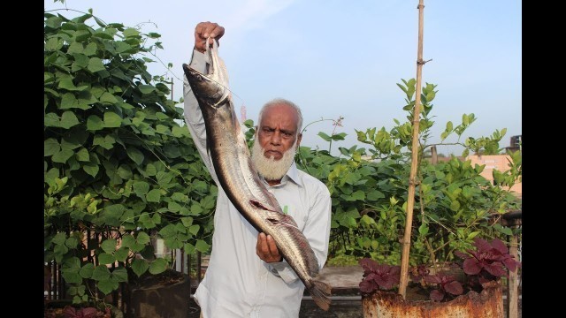 'Village Food | Big Cat fish curry | Grandmother recipes-101'