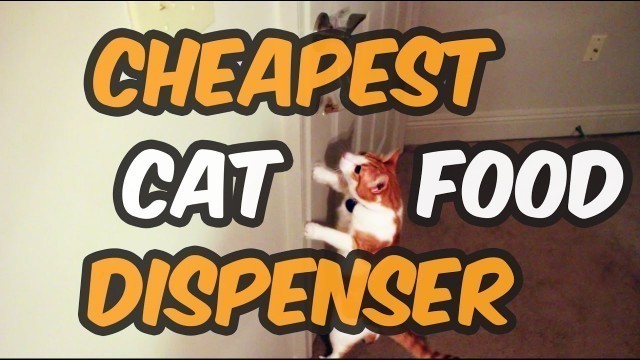 'CHEAPEST CAT FOOD DISPENSER!!! DIY'