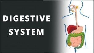 'Digestive System | Nutrition in Human Beings | Biology | Science | LetsTute'