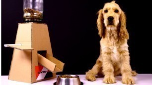 'DIY Puppy Dog Food Dispenser With Cardboard'