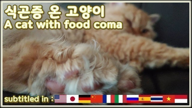 '식곤증 온 고양이 / A cat with food coma (subtitle)'