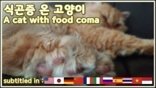 '식곤증 온 고양이 / A cat with food coma (subtitle)'