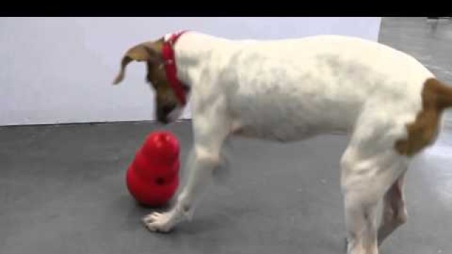 'Tilly playing and feeding herself with \'Kong Wobbler\' food dispensing toy!'