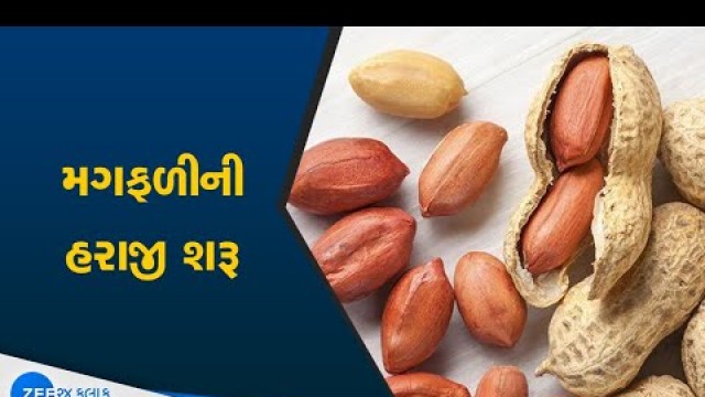 'Auction of peanuts | રાજકોટ માર્કેટયાર્ડમાં મગફળીની હરાજી | Purchase of Food Grains | Gujarati News'