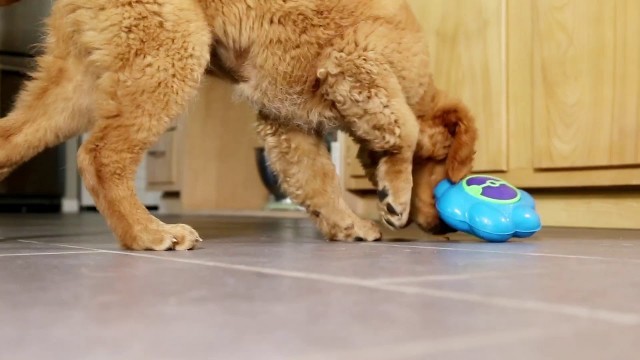 'KONG Flipz - Treat Dispensing Dog Toy'