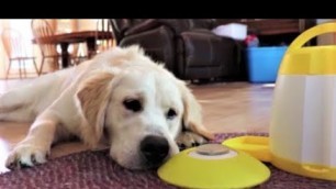 'Golden Retriever Dog Finn Master The Treat Food Dispenser Training?'