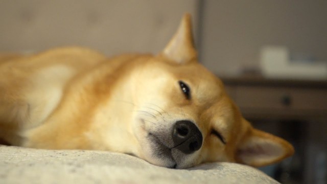 'Can dogs get Thanksgiving food coma too?'