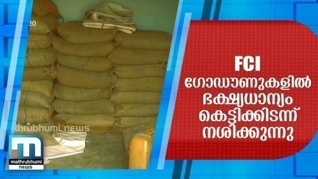 'Food Grains Rot In FCI Godowns In The Country | Mathrubhumi News'