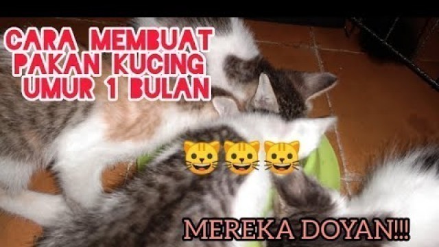 'TUTORIAL || MEMBUAT PAKAN KUCING UMUR 1 BULAN'