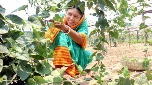 'পলতা শাকের ডালনা ও সুস্বাদু বড়া দিয়ে সাজানো আজকের রান্না ll Pointed Guard Leaf Recipes'