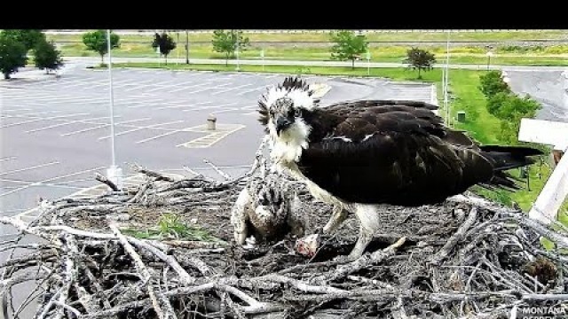 'Trout for breakfast, chick has food coma 2018 07 02 07 17 24 086'