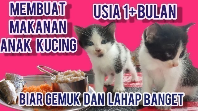 'Cara Membuat Makanan Anak Kucing (kitten) Umur 1 Bulan  -Makanan anak kucing Usia 1 Bulan Biar Gemuk'