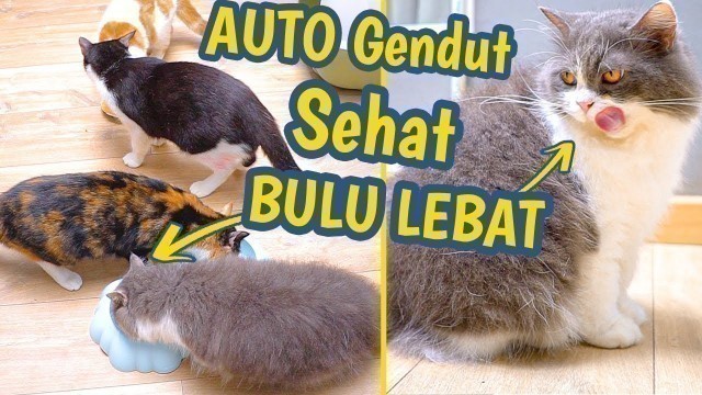 'Cara Membuat Makanan Kucing Agar Cepat Gemuk & Bulunya Lebat'