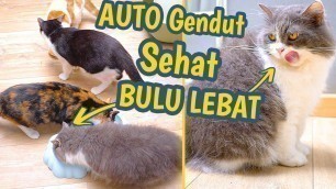 'Cara Membuat Makanan Kucing Agar Cepat Gemuk & Bulunya Lebat'