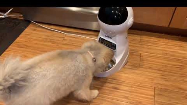 'WOPET Automatic Cat Feeder,3L Auto Dog Food Dispenser Review, flexible date and time settings as wel'