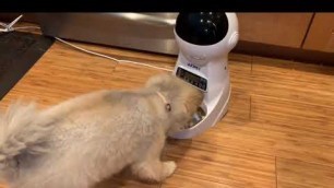 'WOPET Automatic Cat Feeder,3L Auto Dog Food Dispenser Review, flexible date and time settings as wel'