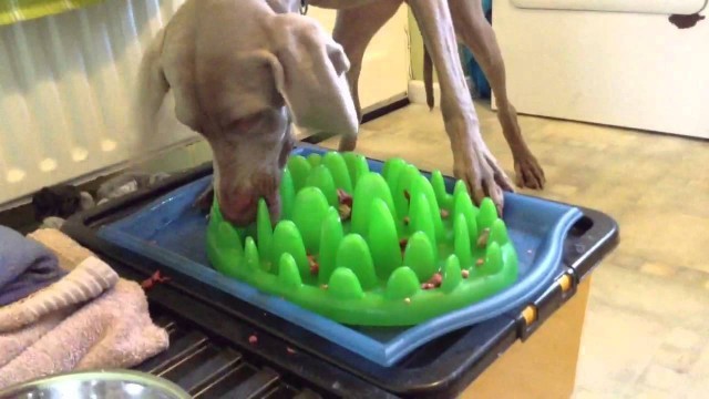 'Green feeder slow feed dog bowl'