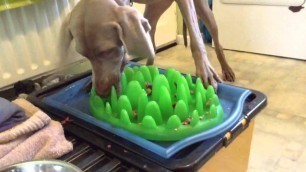 'Green feeder slow feed dog bowl'