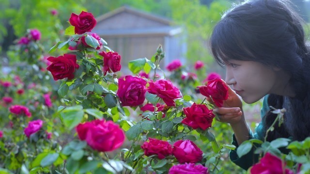 'The life of roses.玫瑰花的一生。丨Liziqi Channel'