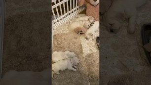 'Puppy Food Coma, Devi’s litter at week 4'