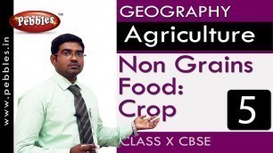 'Non Grains Food: Crops| Agriculture | Geography | CBSE Class 10 Social Sciences'