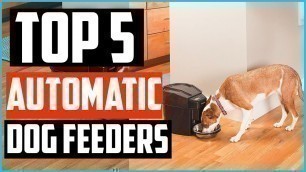 'Top 5 Best Automatic Dog Feeders in 2020'