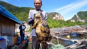 '6.5 kg. TIGER GROUPER!! Fishing Thai Food + Grape Seaweed in Krabi, Thailand!'