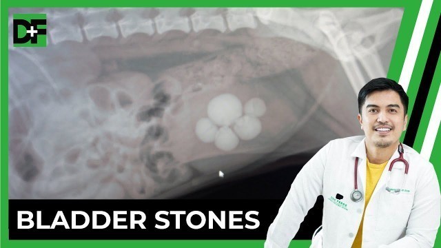 'What To Do If Your Dog is Diagnosed With Bladder Stones'