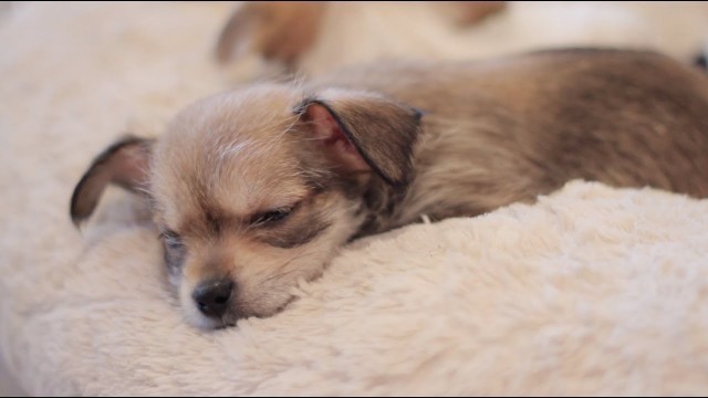 'Rescue Puppies Get Food Coma After Thanksgiving Feast'