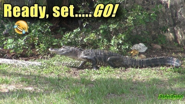 'EPIC GETAWAY BY ALLIGATOR HUNTING FOOD IN YARD'