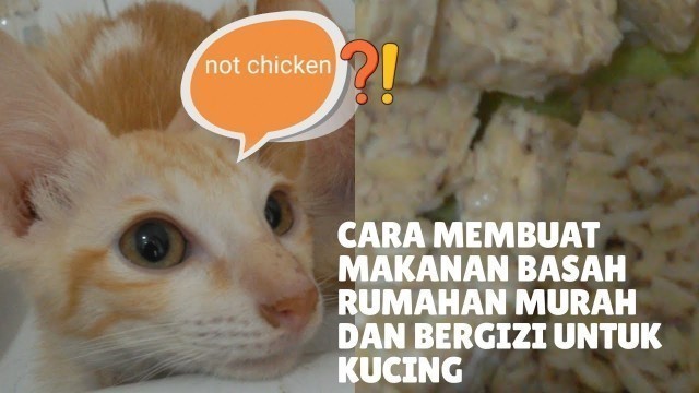 'Cara membuat makanan basah rumahan untuk kucing|murah dan bergizi'