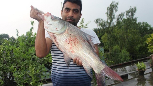 'Village Food | 6 Kg Big katol fish curry | Grandmother recipes-55'