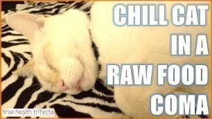 'Food Coma Cat is Chill AF with his Doggy BFF - Cat Lady Fitness / Raw Cat Food Diet'