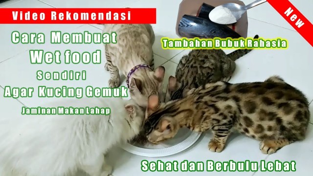 'Cara Membuat Makanan Kucing Sendiri Agar Kucing Cepat Gemuk Sehat dan Berbulu Lebat , Wetfood Kucing'