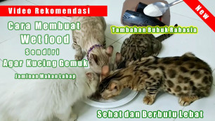 'Cara Membuat Makanan Kucing Sendiri Agar Kucing Cepat Gemuk Sehat dan Berbulu Lebat , Wetfood Kucing'